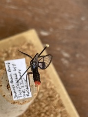 Aethria analis