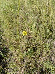 Erysimum canum