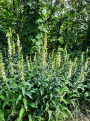 Digitalis lutea