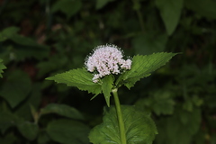 Valeriana pyrenaica