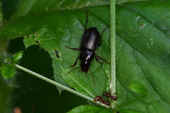 Limodromus assimilis