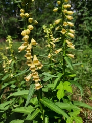 Digitalis lutea