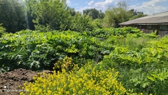 Heracleum sosnowskyi