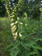 Digitalis lutea