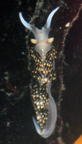 Phidiana hiltoni