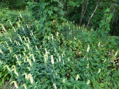 Digitalis lutea