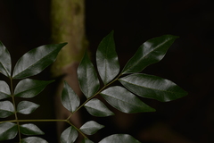 Pararchidendron pruinosum