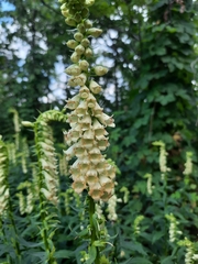 Digitalis lutea