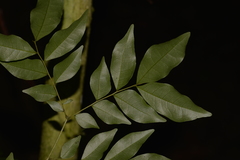 Pararchidendron pruinosum