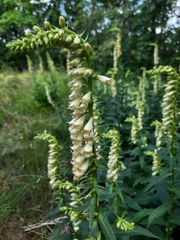 Digitalis lutea