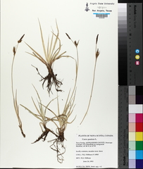 Carex panicea