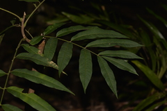 Austrosteenisia glabristyla