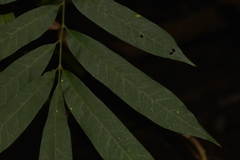 Austrosteenisia glabristyla