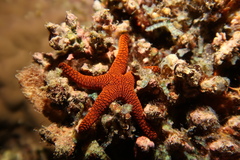 Fromia indica