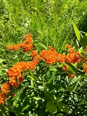 Asclepias tuberosa interior
