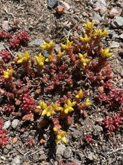 Sedum acre