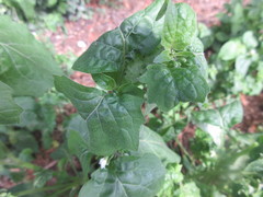 Aphididae