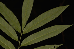 Austrosteenisia glabristyla