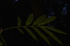 Austrosteenisia glabristyla