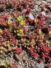 Sedum acre