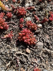 Sedum acre