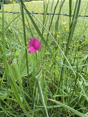 Lathyrus nissolia
