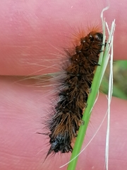 Acronicta auricoma