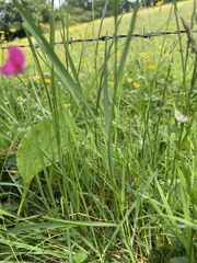 Lathyrus nissolia