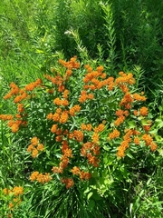 Asclepias tuberosa interior