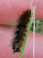 Acronicta auricoma