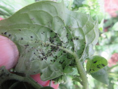 Aphididae