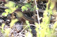 Ophisops elegans centralanatoliae