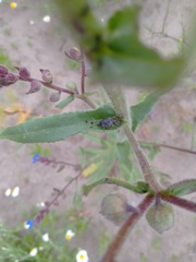 Otiorhynchus tristis