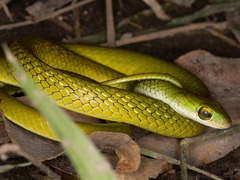 Philothamnus angolensis