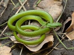 Philothamnus angolensis