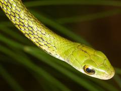 Philothamnus angolensis