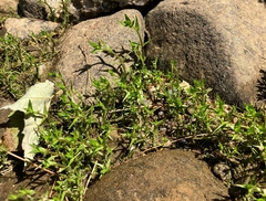 Gratiola aurea