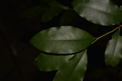 Diospyros pentamera