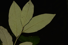Diospyros pentamera