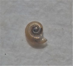 Skeneopsis planorbis