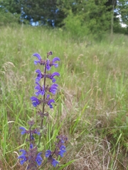Salvia pratensis