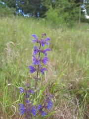 Salvia pratensis