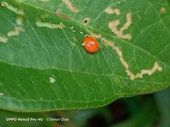 Chilocorus circumdatus