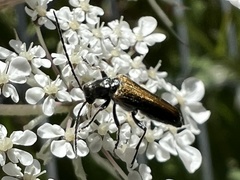 Anogcodes rufiventris