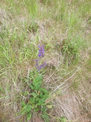 Salvia pratensis