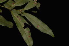 Cinnamomum oliveri