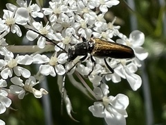 Anogcodes rufiventris