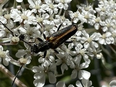 Anogcodes rufiventris