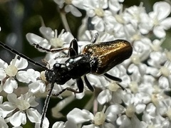 Anogcodes rufiventris