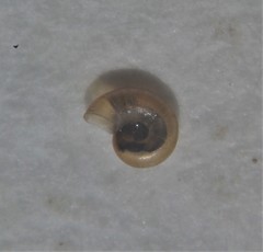 Skeneopsis planorbis